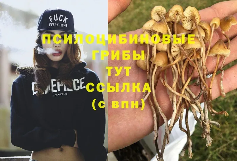 Псилоцибиновые грибы GOLDEN TEACHER  Иннополис 